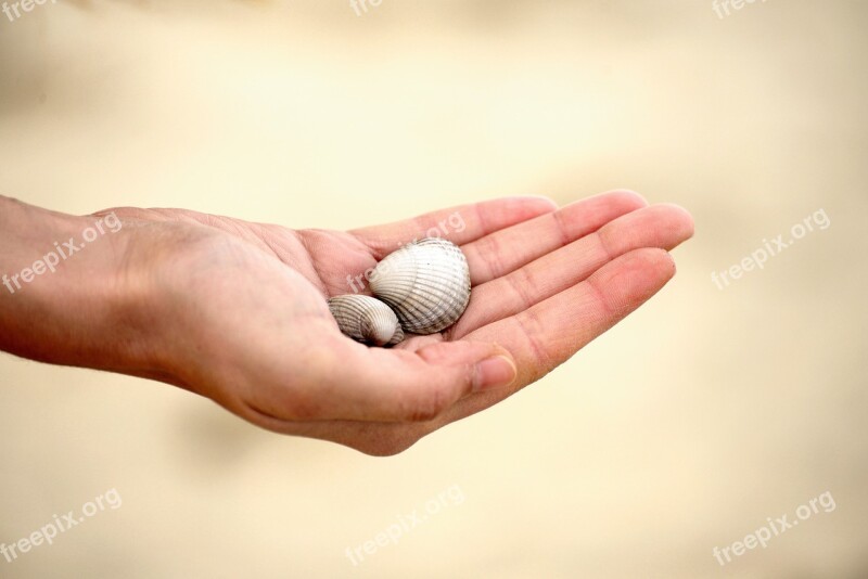 Hand Mussels Keep Sand Beach