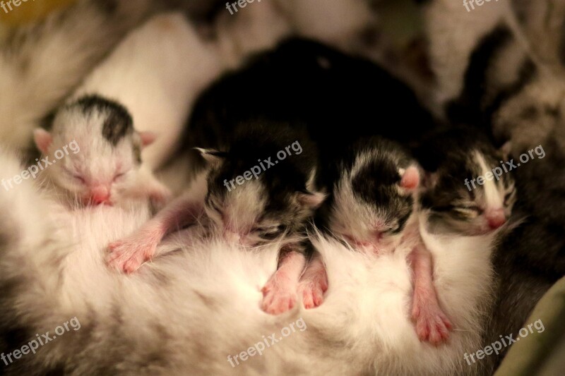 Kitten New Born Small Cute Breastfeeding