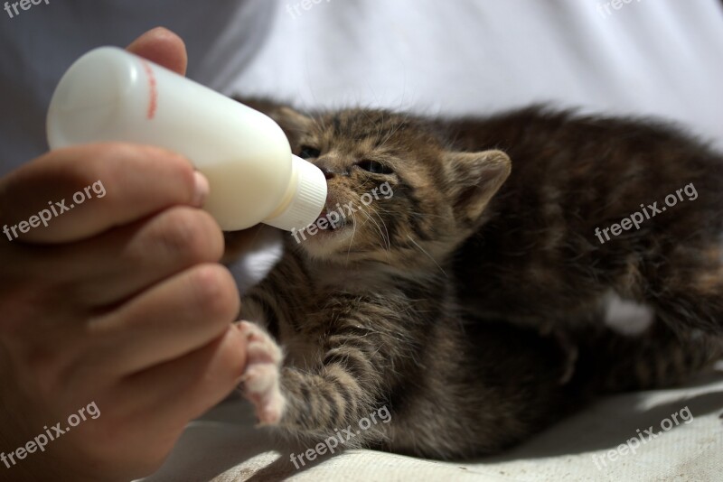 Kitten Small Feeding Milk Nipple