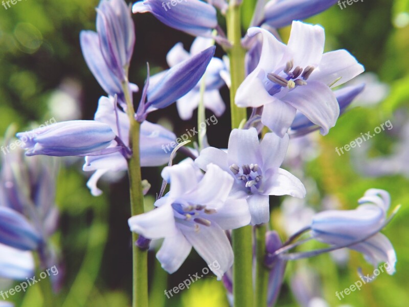 Flower Purple Spring Nature Plant