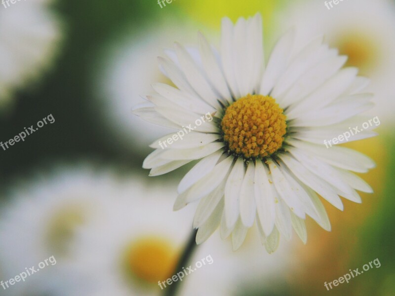 Flower Daisy Nature Blossom Bloom