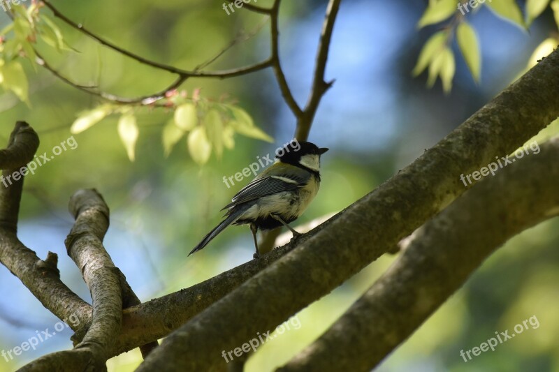 Animal Forest Wood Fresh Green Bird