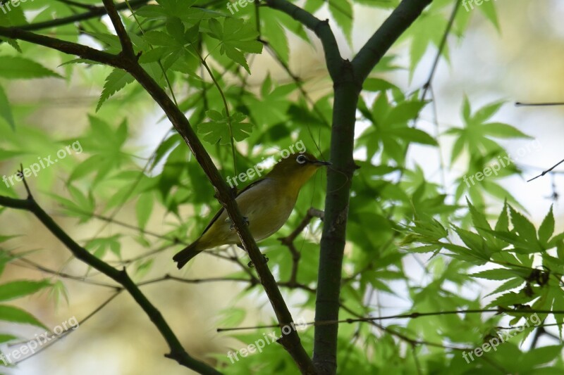 Animal Forest Wood Fresh Green Bird