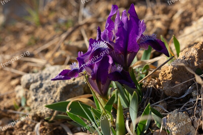 Irises Lilac Flowers Spring Flowers Wild Flowers Meadow