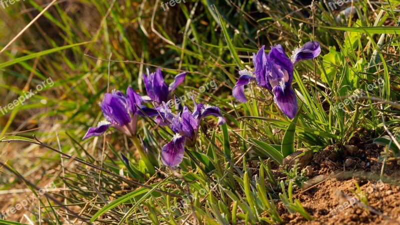 Irises Lilac Flowers Spring Flowers Wild Flowers Meadow