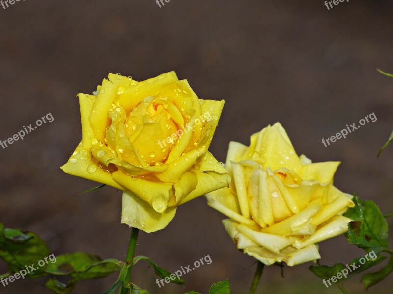 Roses Yellow Flowers Rain Flower