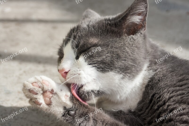 Glooming Cat Licking Kitten Ears