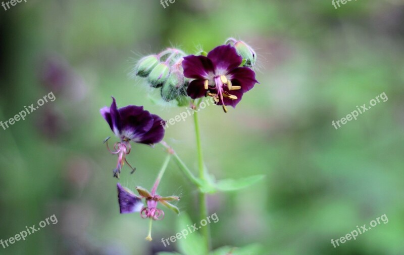 Geranium Phaeum Pelagonia Flowers Purple Garden