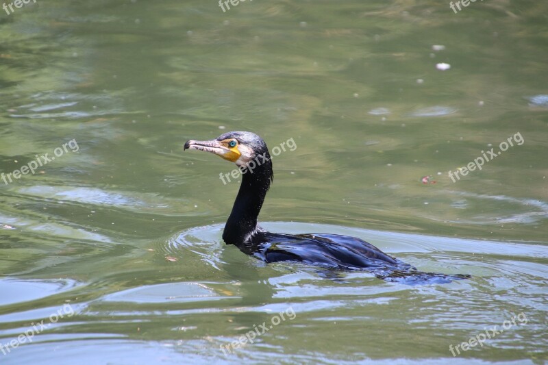 Cormorant Birds Eyes Plumage Black