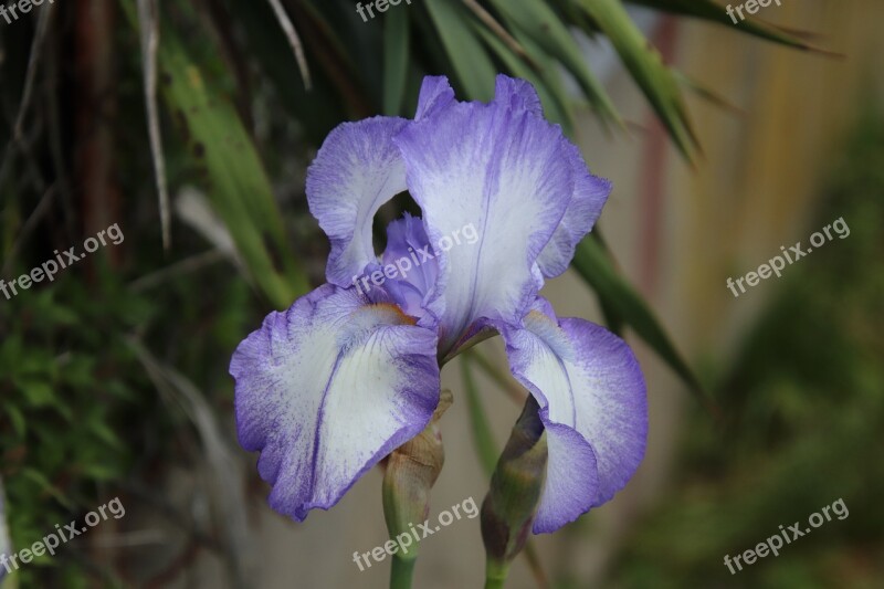 Iris Flowers Spring Violet Garden