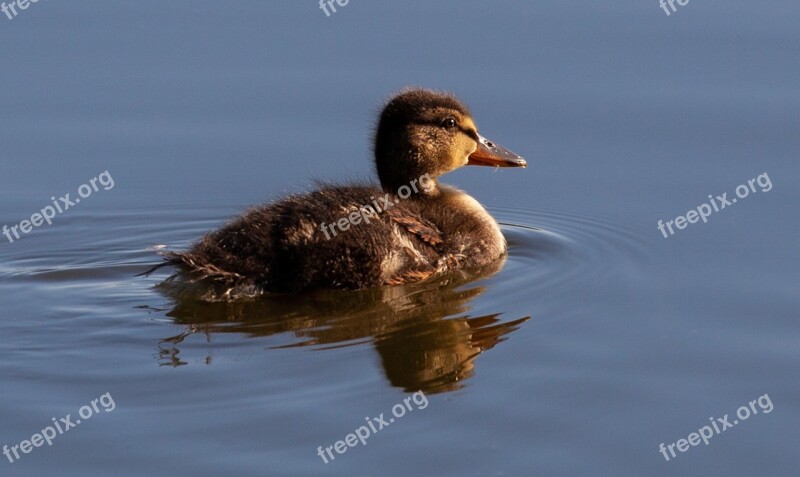 Baby Duck Duckling Duck In Water Duckling In Water Cute