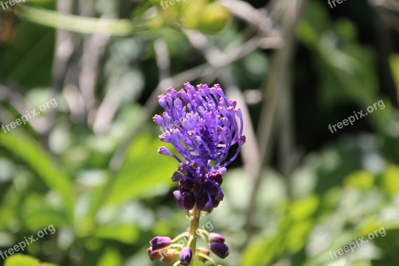 Flower Wild Flower Purple Spring Botany