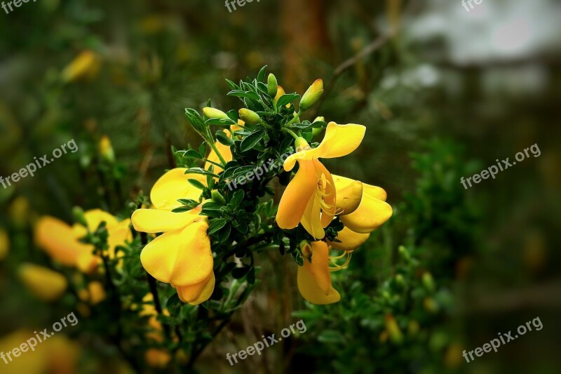 Flowers Sprig Spring Flowering Plant