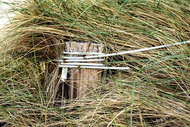 Dune Grass Dunes Wooden Posts Coast Beach