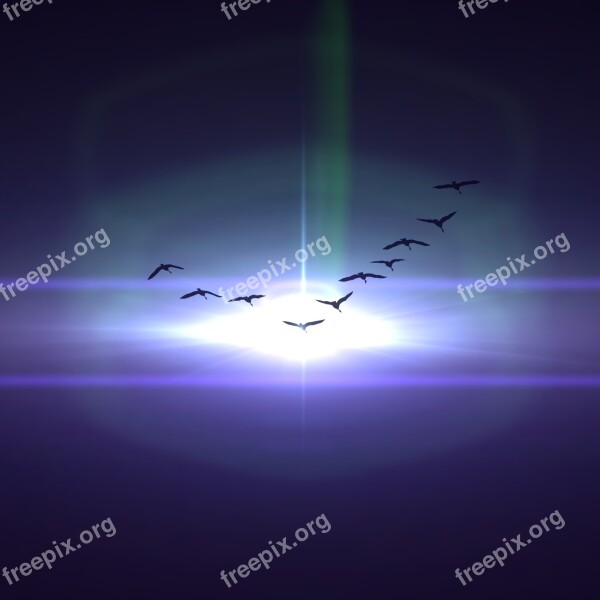 Birds Light Explore Universe Truth