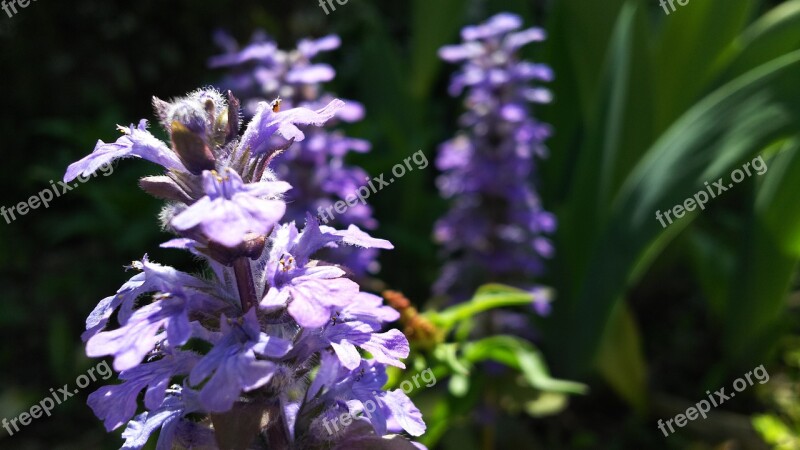 Plant Blue Flowers Purple Flowers Flowers Natural