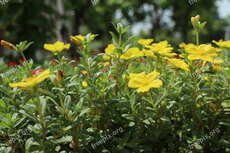 Flower Yellow Nature Sunflower Blossom