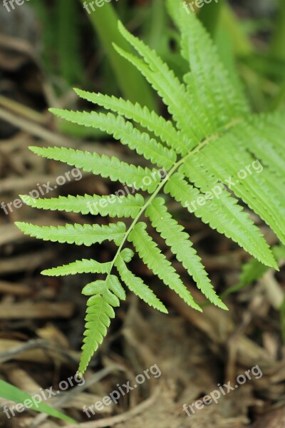 Fern Nature Green Leaf Forest