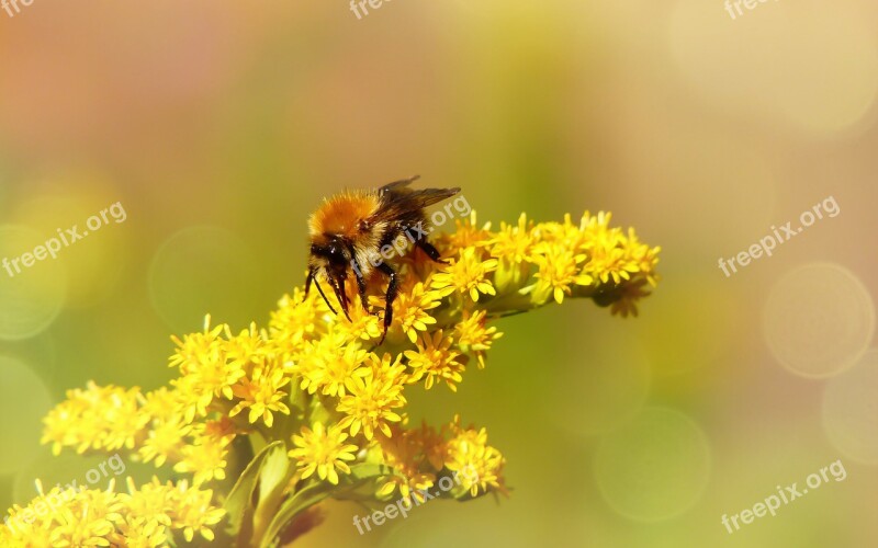 Bumblebee Ore Pszczołowate Flower Apiformes Antennae