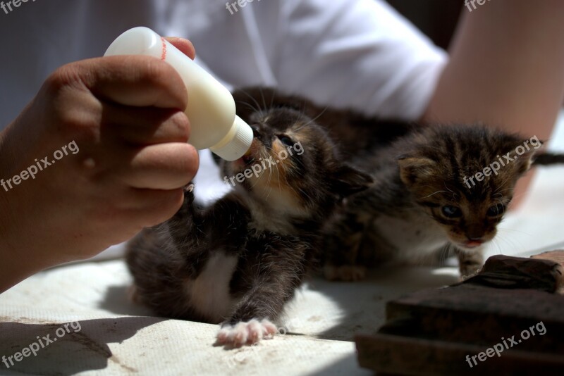 Kitten Small Feeding Milk Nipple