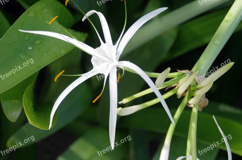 Hymenocallis Littoralis Lily-spider Hymenocalle Bulb