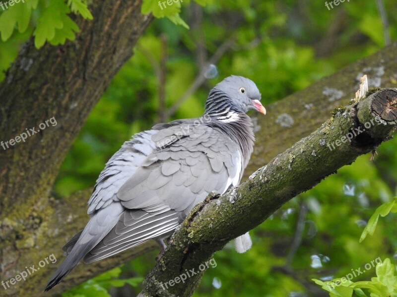 Dove Ringdove Bird Plumage Pigeons