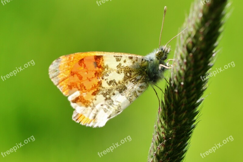 Aurora Butterfly Butterfly Nature Insect Macro