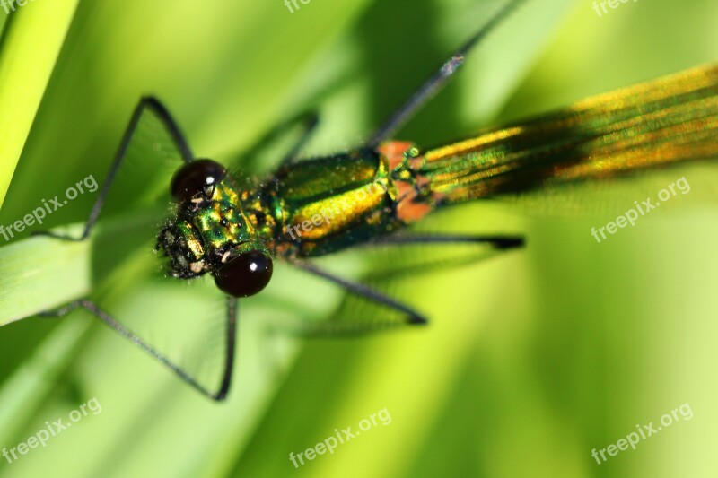 Banded Demoiselle Dragonfly Female Insect Nature