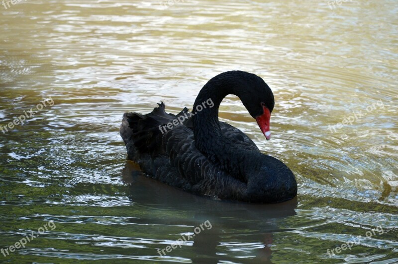 Black Swan Swan Nature Black Elegant