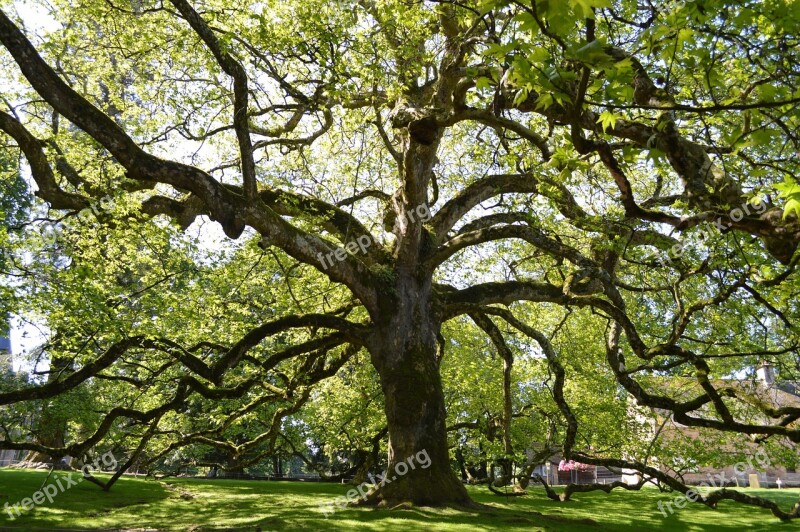 Tree Branches Nature Landscape Leaves