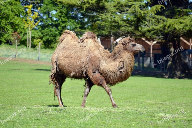 Camel Camelid Nature Kicker Animal