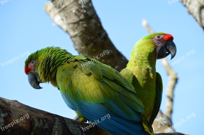 Ara Parrot Bird Colorful Nature