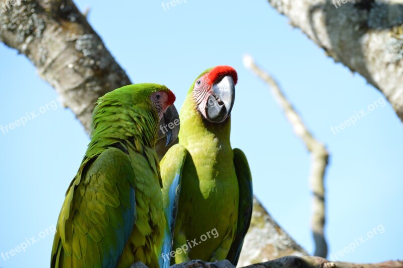 Ara Parrot Bird Colorful Nature