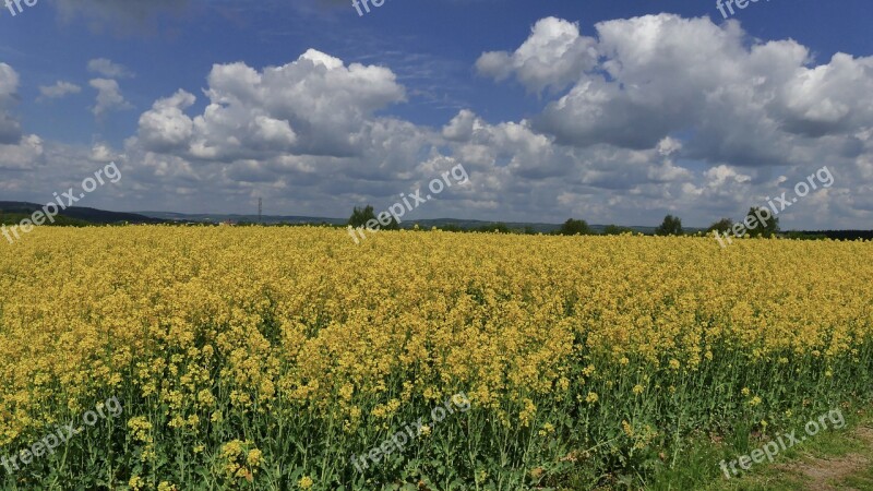 Rapeseed Oil Flowers Spring Fragrant