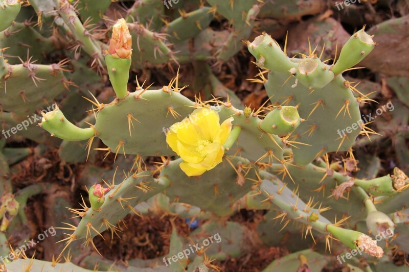 Plant Cactus Nature Botany Floral