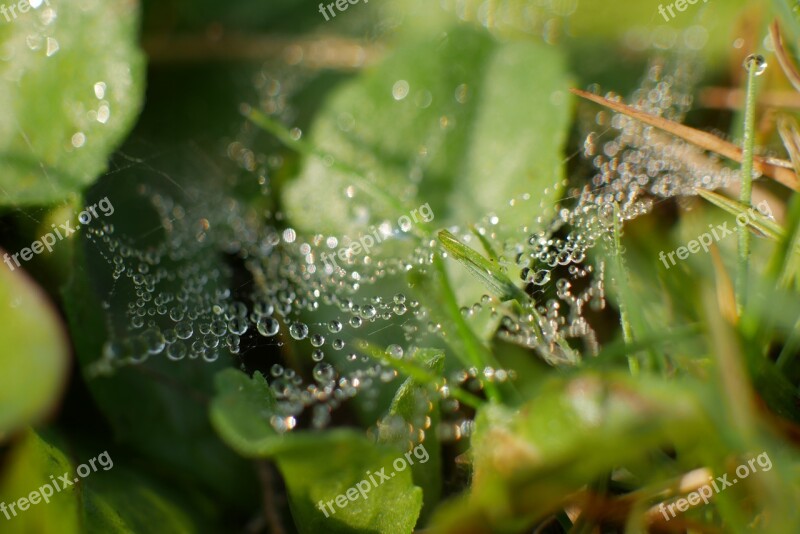 Dew Grass Meadow Nature Drop Of Water