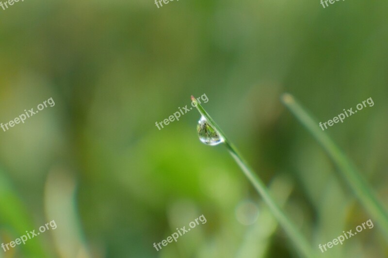 Dew Grass Meadow Nature Drop Of Water