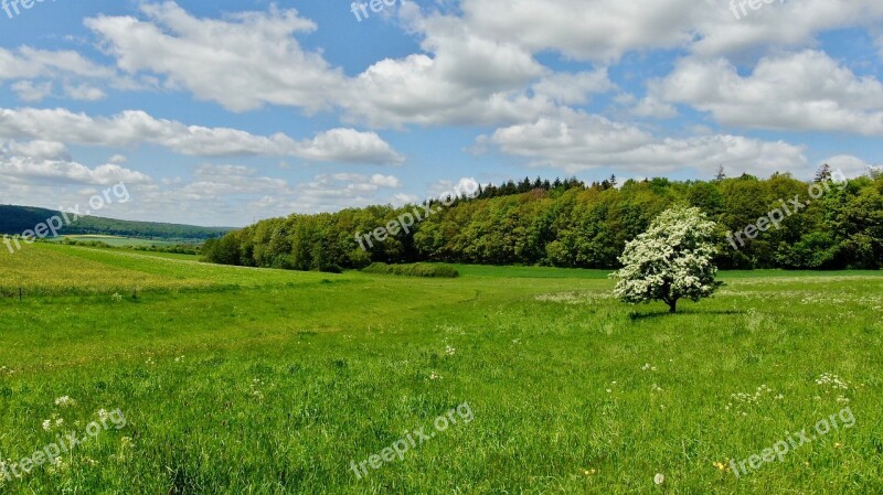 Tree Forest Clouds Hiking Landscape