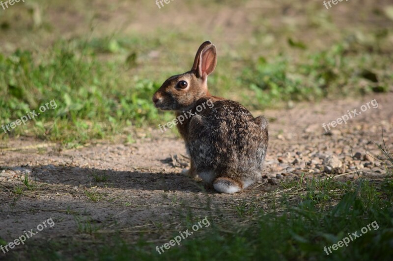 Rabbit Animal Nature Cottontail Wildlife