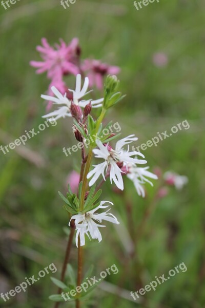 Nature Flower Flowers Pointed Flower Campion