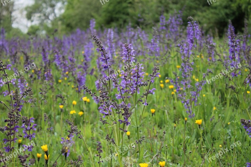 Flower Meadow Wild Sage Wildflowers Blühwiese Lamiaceae