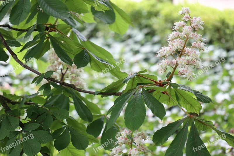 Spring Nature Green Horse Chestnut Flowers