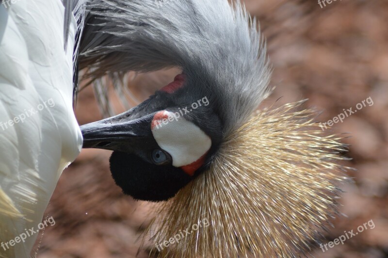 Crane Bird Royal Pen Hairstyle