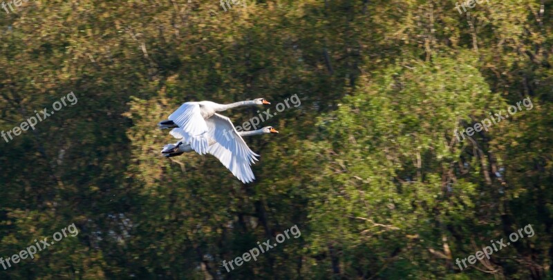 Flying Swans Swan Flying White Flight