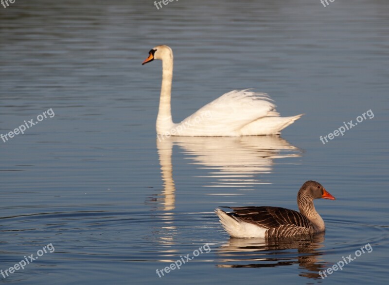 Swan And Goose Swan Goose Lake Poultry