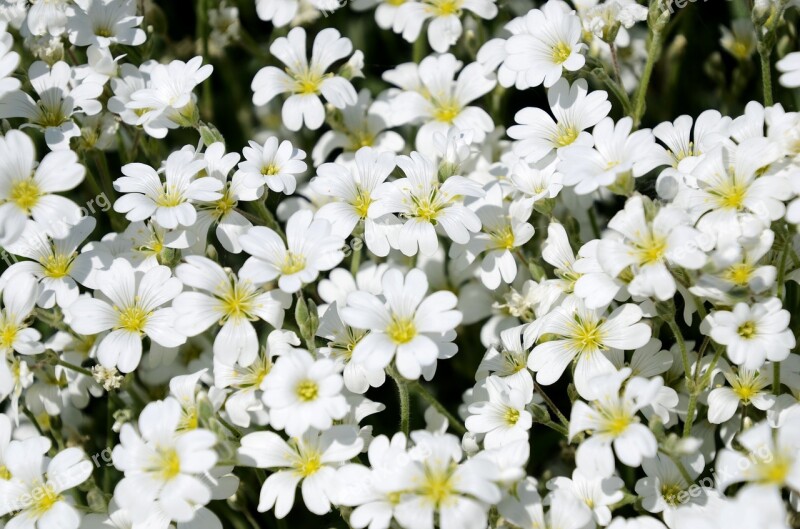 Mézvirág Flower Garden Petal Background