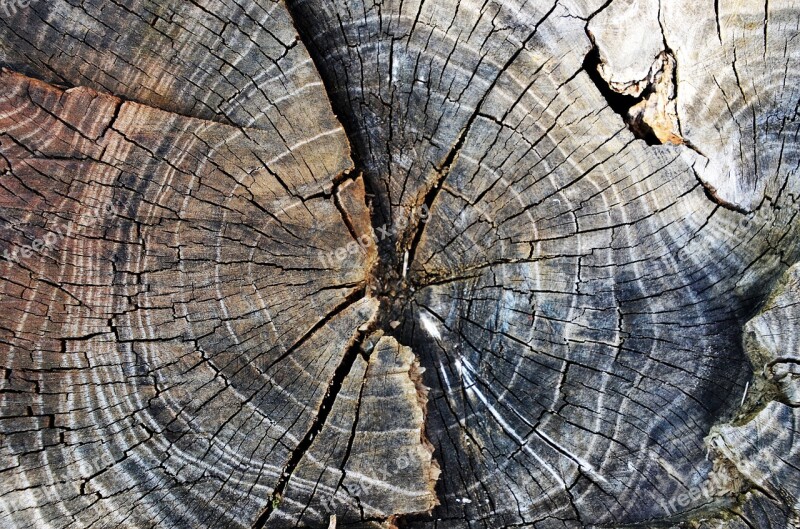 Growth-ring Old Log Rotten Stump