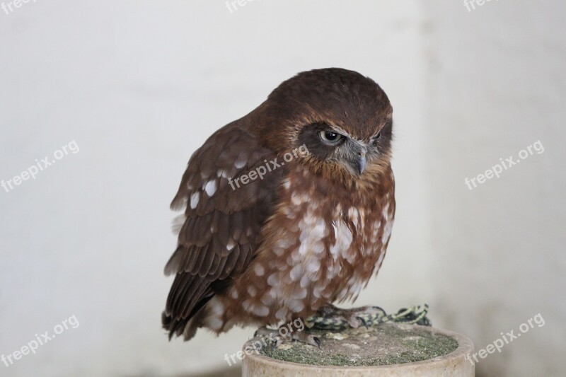 Spotted Owl Hawk Owl Hawk-owl Owl Nature