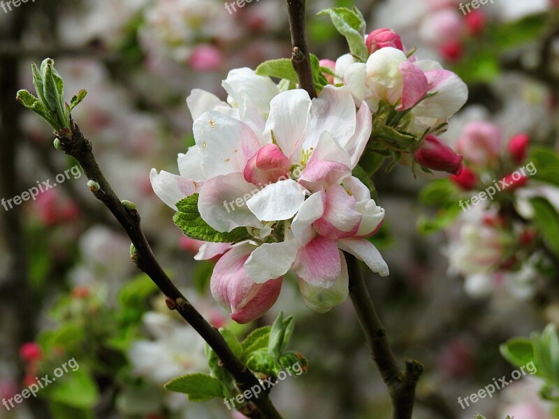 Blossom Nature Bloom Petals Flora