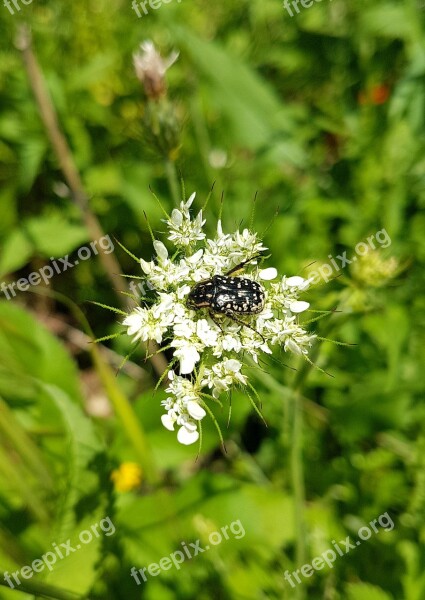 Flower Bug Beetle Green Insect